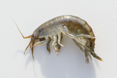 Gammarus