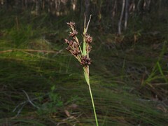 Rhynchospora brownii