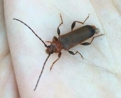 Phymatodes testaceus