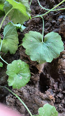 Hydrocotyle americana