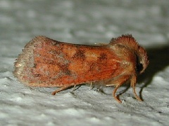 Acrolophus plumifrontella