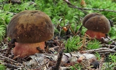 Neoboletus luridiformis