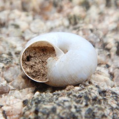 Helminthoglypta