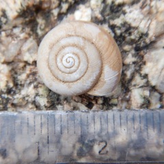 Helminthoglypta