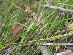 Rhynchospora brownii