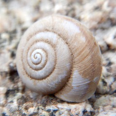 Helminthoglypta