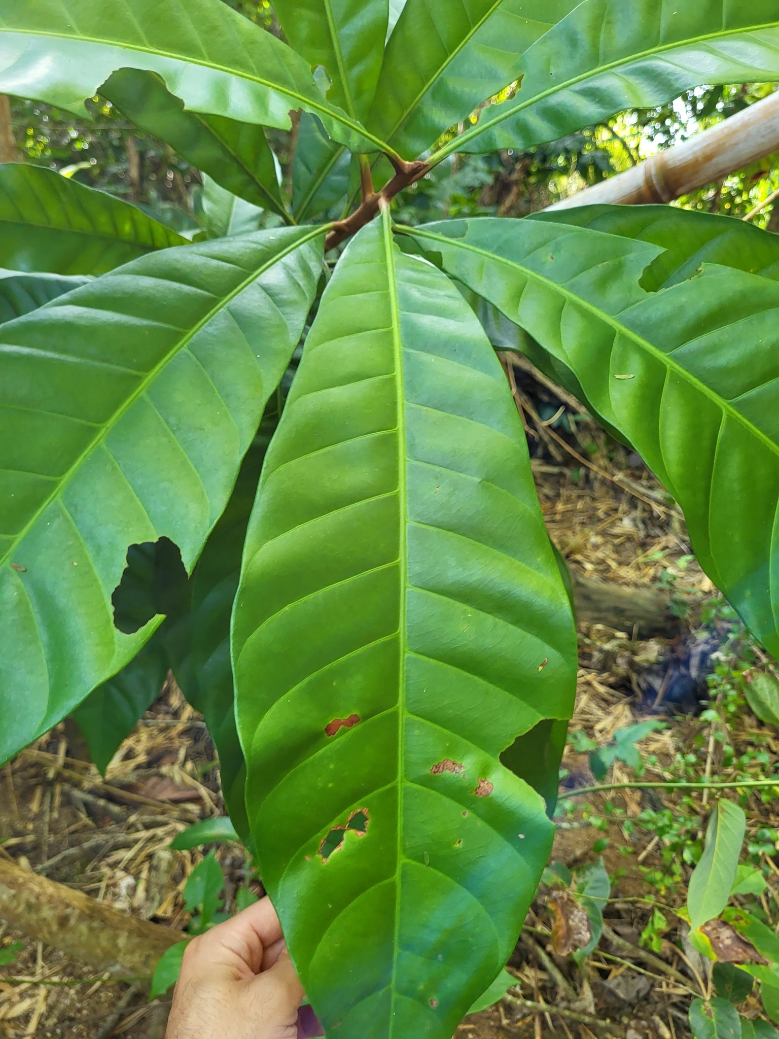 Pouteria multiflora