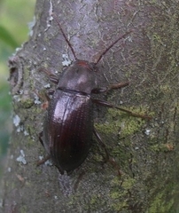 Helopini