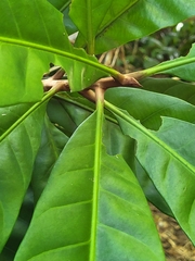 Pouteria multiflora