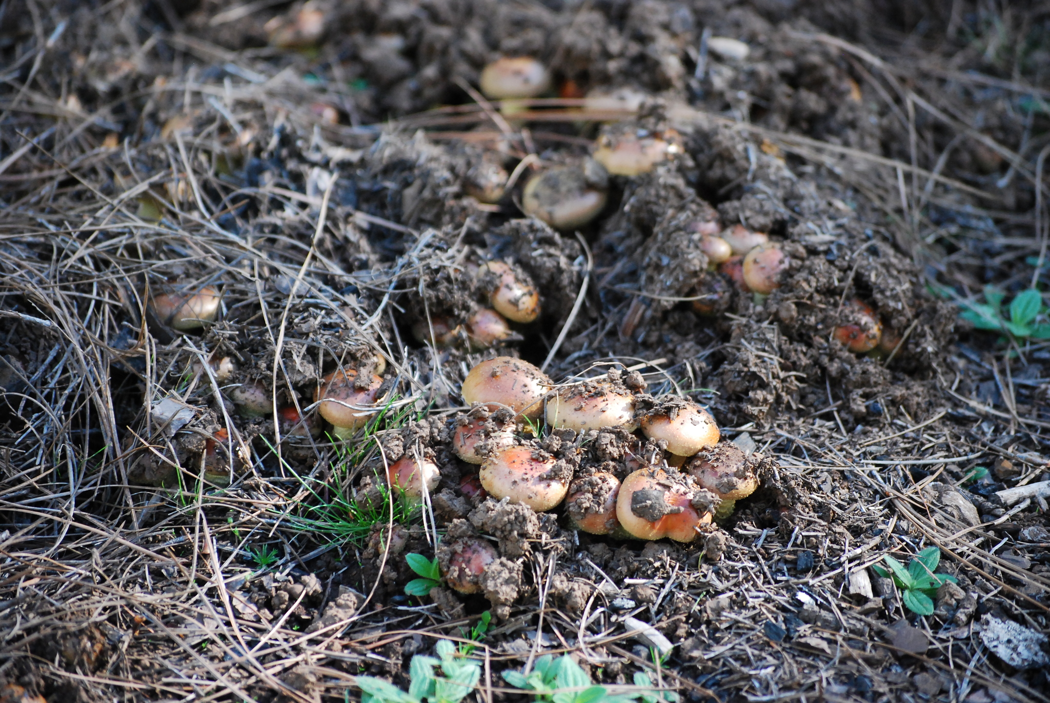Foliota de las carboneras
