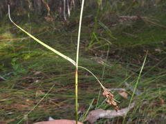 Rhynchospora brownii