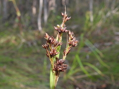 Rhynchospora brownii