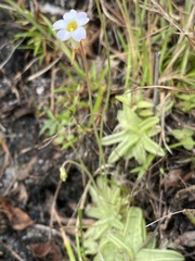 Pinguicula pumila