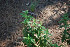 Cistus