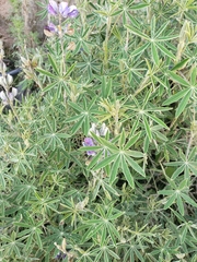 Lupinus pubescens