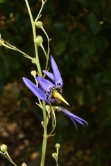 Conanthera bifolia
