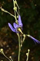 Conanthera bifolia