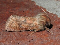 Acrolophus plumifrontella