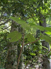Dendrocnide excelsa