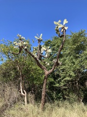 Consolea moniliformis