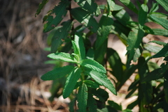 Cistus