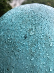 Camponotus sexguttatus