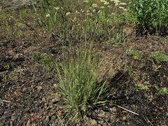 Danthonia unispicata