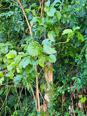 Pisonia subcordata