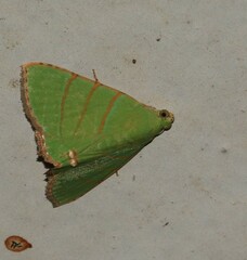 Eulepidotis viridissima