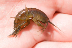 Gammarus