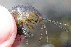 Gammarus