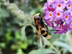 Volucella elegans