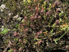 Polygonum polygaloides confertiflorum