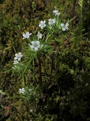 Navarretia intertexta