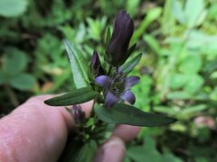 Gentianella amarella acuta
