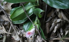 Costaceae