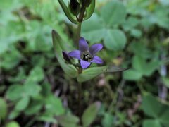 Gentianella amarella acuta