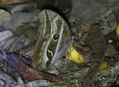 Caligopsis seleucida