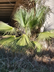 Washingtonia