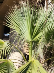 Washingtonia
