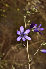 Conanthera trimaculata