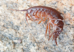 Gammarus