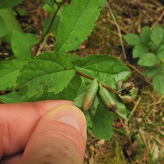 Dasineura salicifoliae