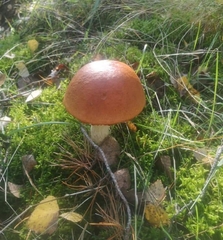 Leccinum albostipitatum