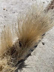 Ectopleura crocea