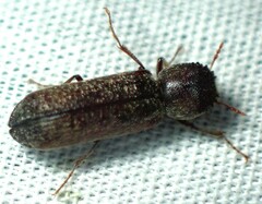 Amphicerus bicaudatus