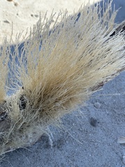 Ectopleura crocea