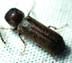 Amphicerus bicaudatus