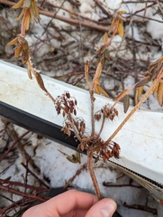 Rhododendron groenlandicum