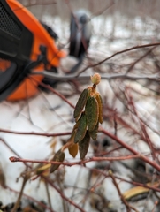 Rhododendron groenlandicum